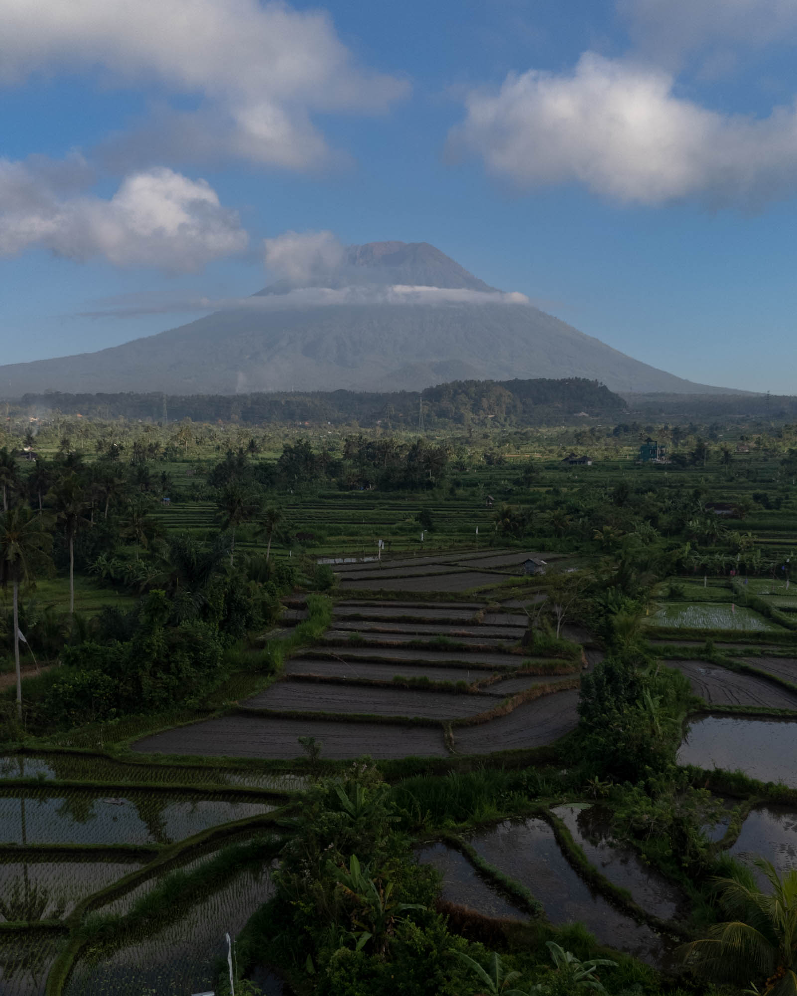 Rizières en terrasses avec le mont Agung en arrière-plan, ciel dégagé, Bali