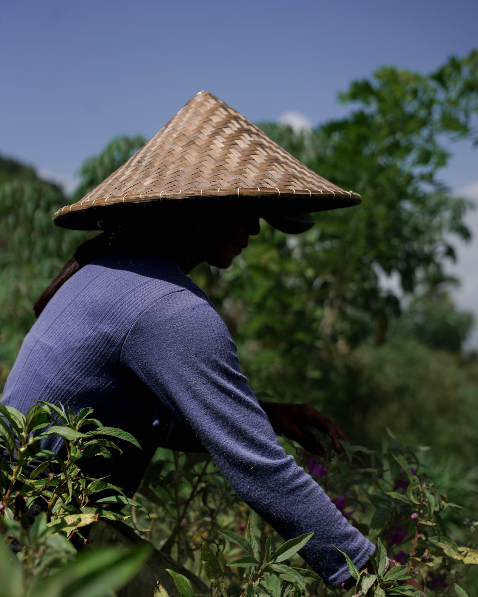 Femme balinaise travaillant dans les champs à Sidemen, Bali