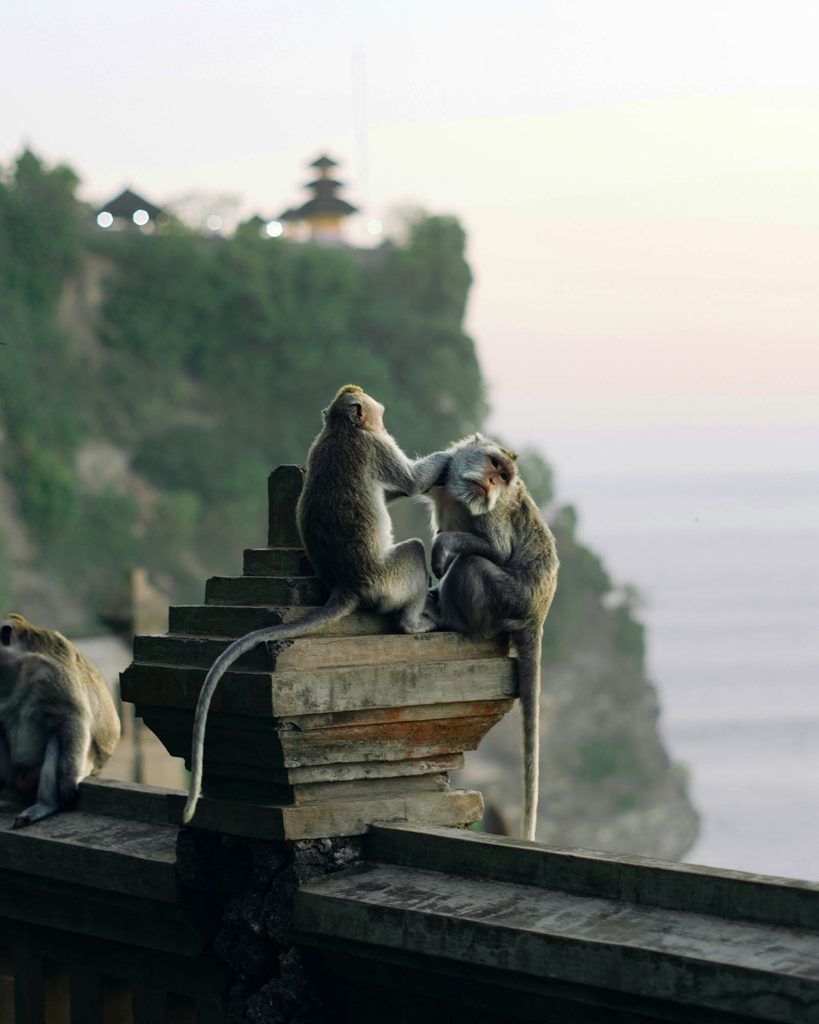 Les singes à Uluwatu, Bali hors des sentiers battus