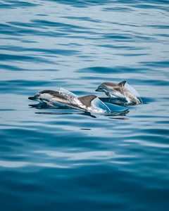 Sortie en bateau au lever du soleil pour voir les dauphins à Lovina