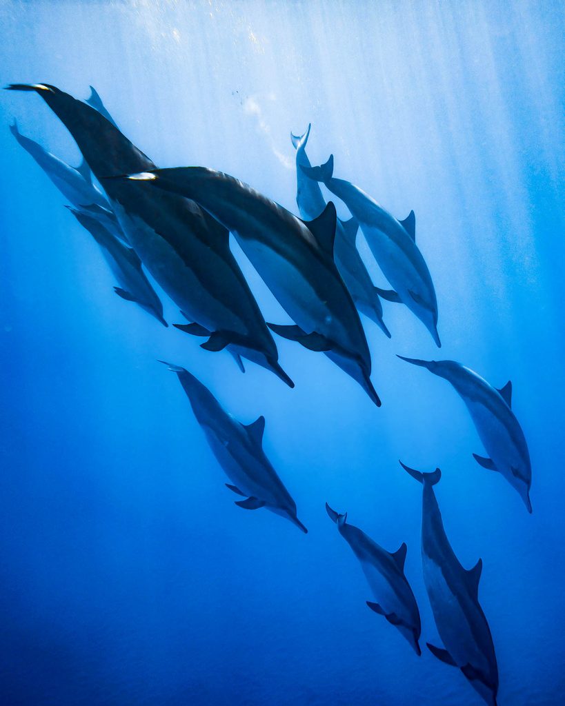 Dauphins sauvages à Lovina, Bali