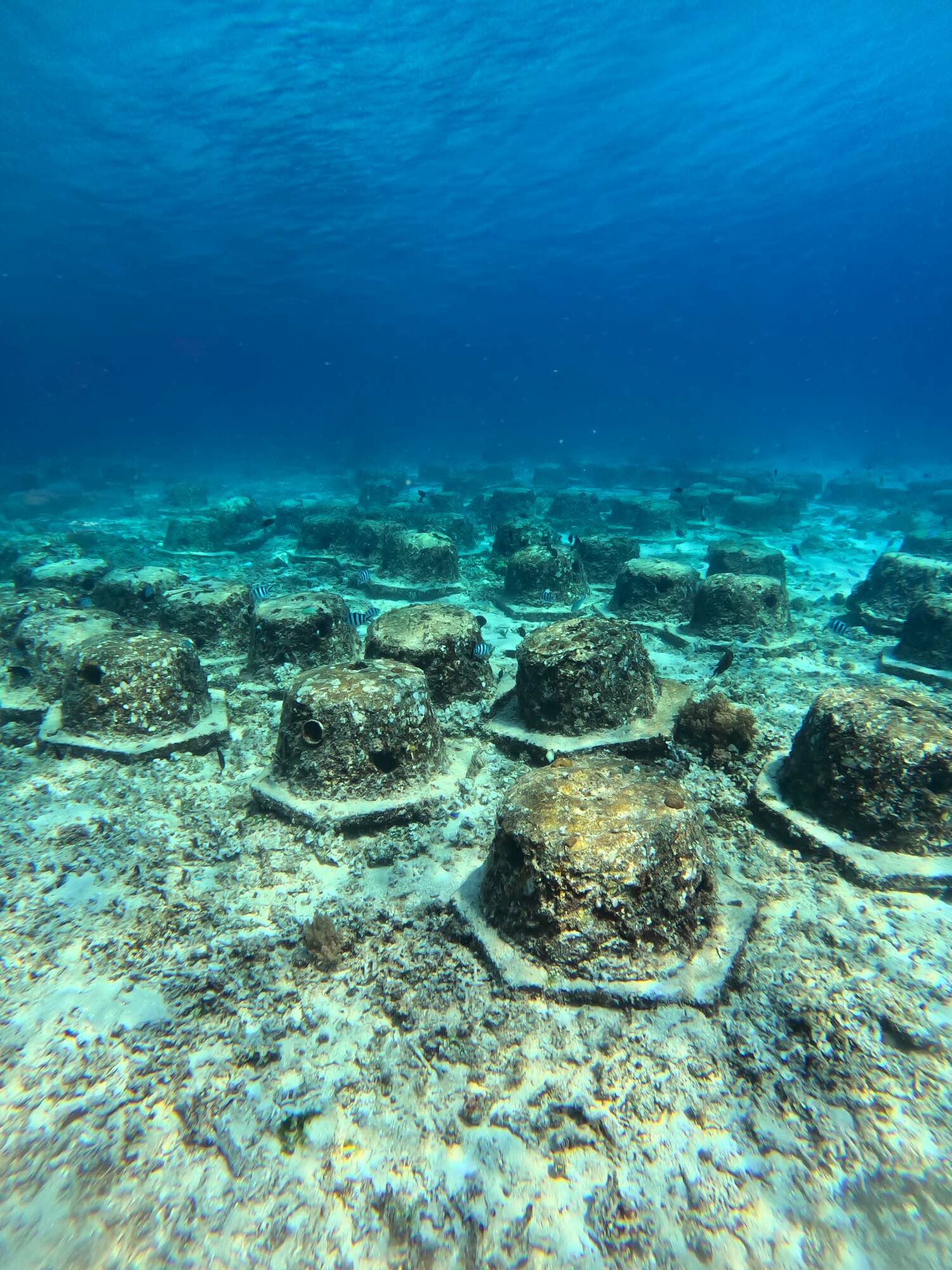 Îles Gili, plantation de bébés coraux sur une structure Biorock