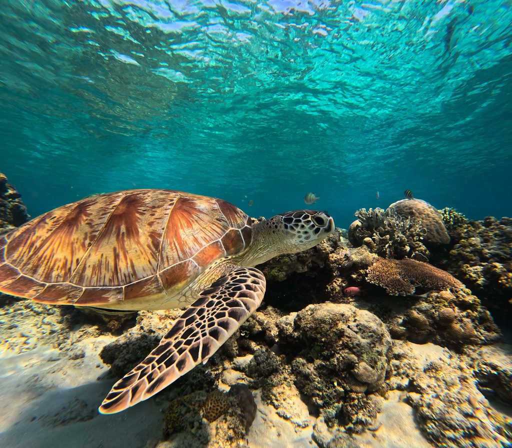 GILI Meno Tortue en snorkeling