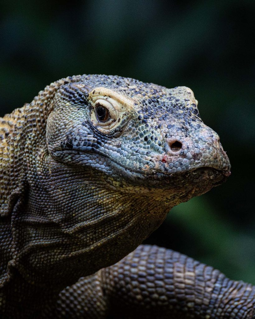 Dragon de Komodo, étape incontournable lors d'un voyage à Lombok.