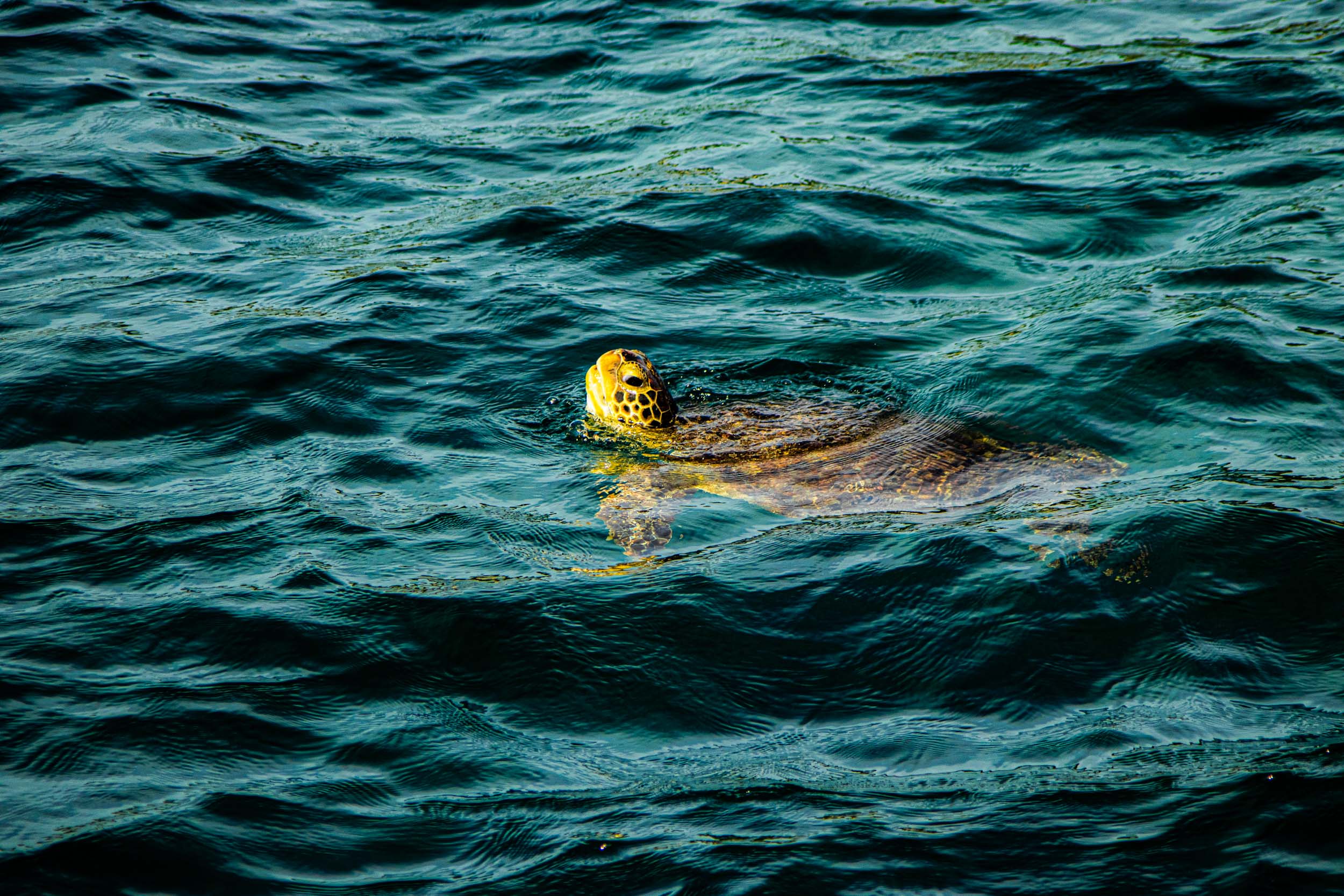 Îles Gili, tortue marine en apnée à Gili Meno