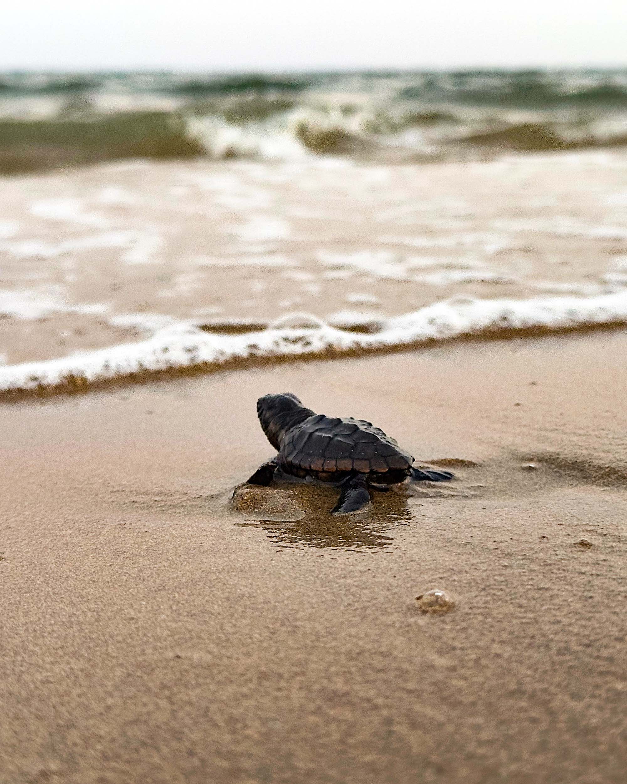Îles Gili, bébés tortues sortant du sanctuaire de Gili Meno