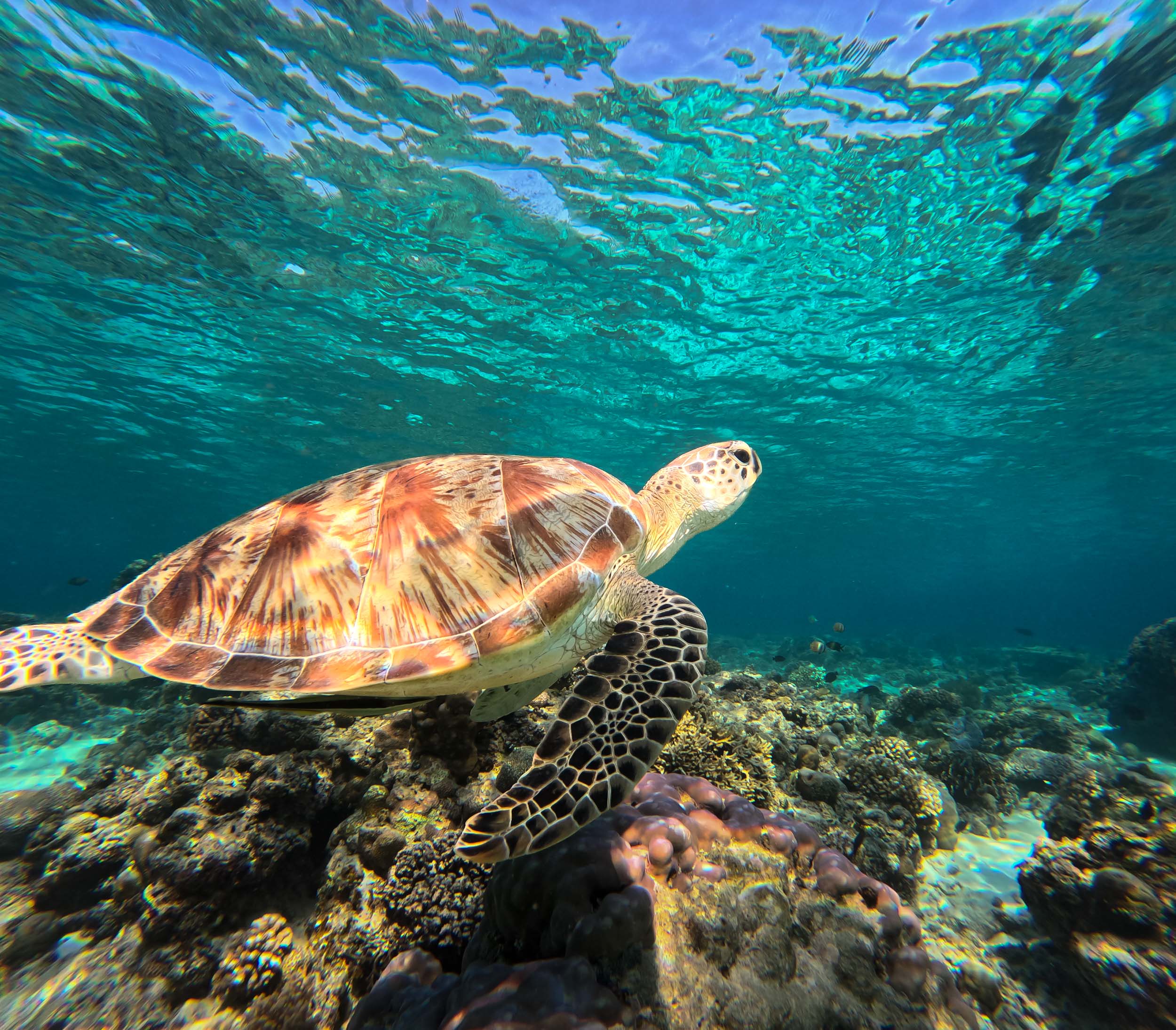 Îles Gili, snorkeling avec les tortues