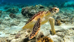 Îles Gili, snorkeling avec une tortue marine