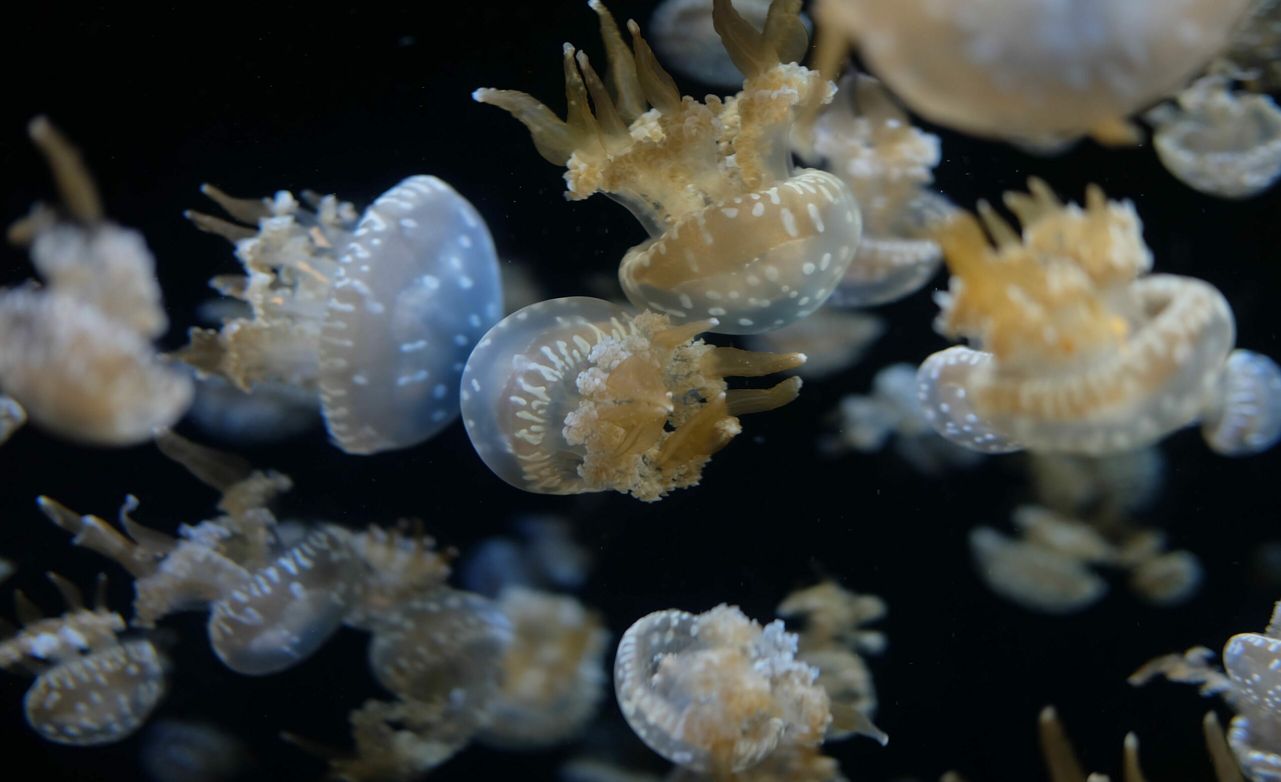 Voyage à Sulawesi, lac aux méduses des îles Togian