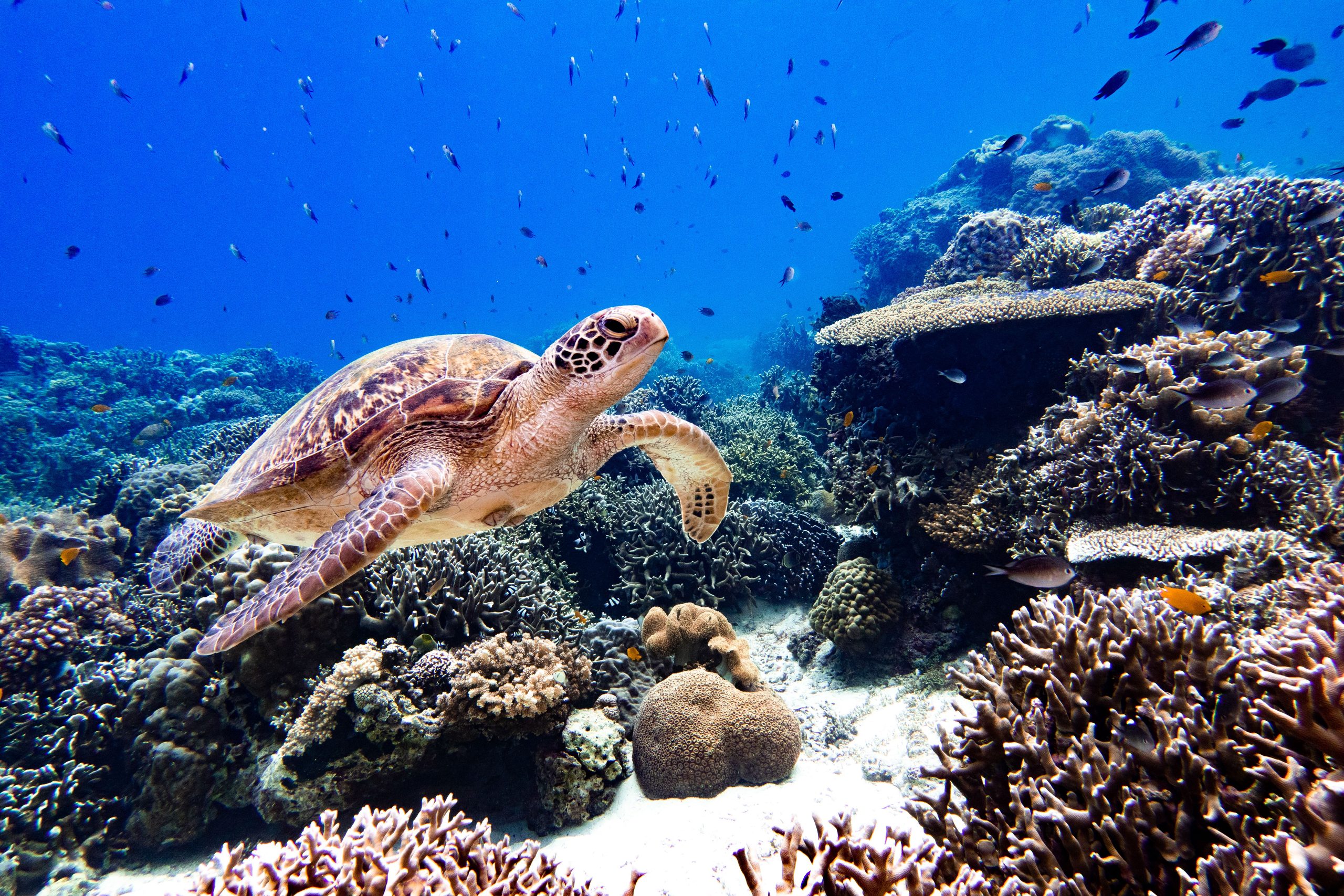 Voyage à Sulawesi, tortue marine dans le parc de Bunaken