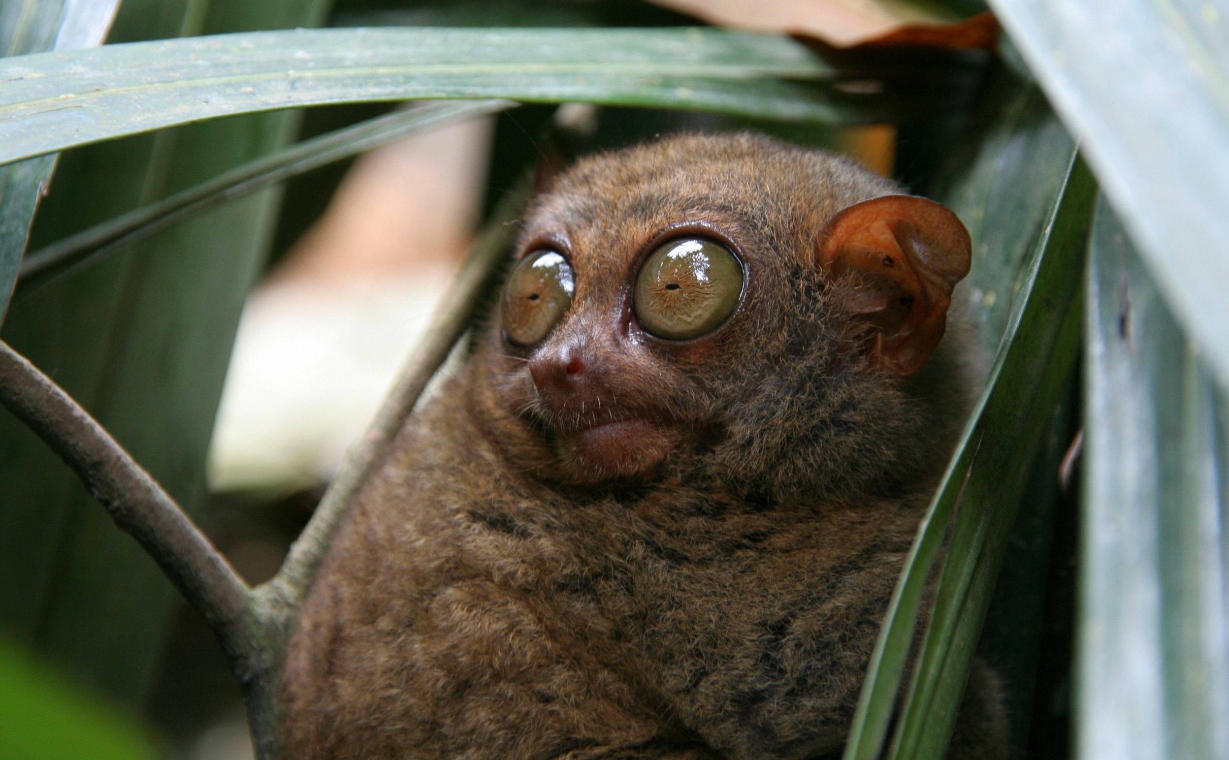 Voyage à Sulawesi, tarsier dans le parc de Tangkoko